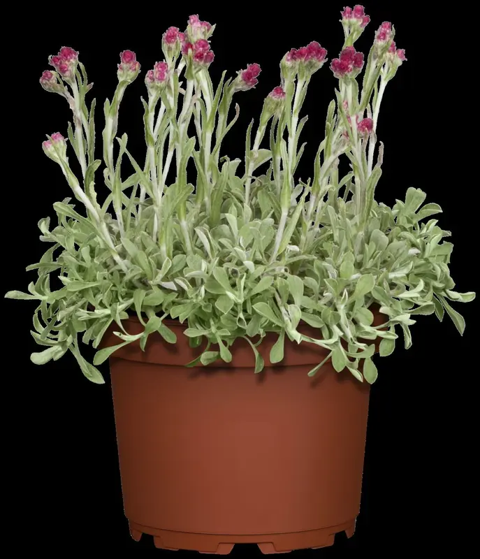 Antennaria dioica P9 - afbeelding 4