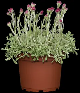 Antennaria dioica P9 - afbeelding 4