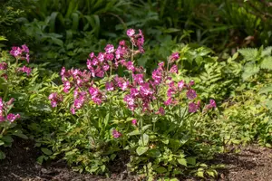 dioica - afbeelding 6