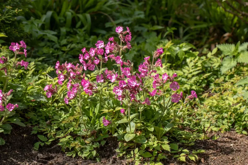 silene dioica P9 - afbeelding 1
