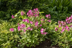 silene dioica P9 - afbeelding 3