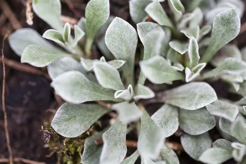 Antennaria dioica P9 - afbeelding 1