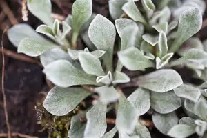 Antennaria dioica P9 - afbeelding 1