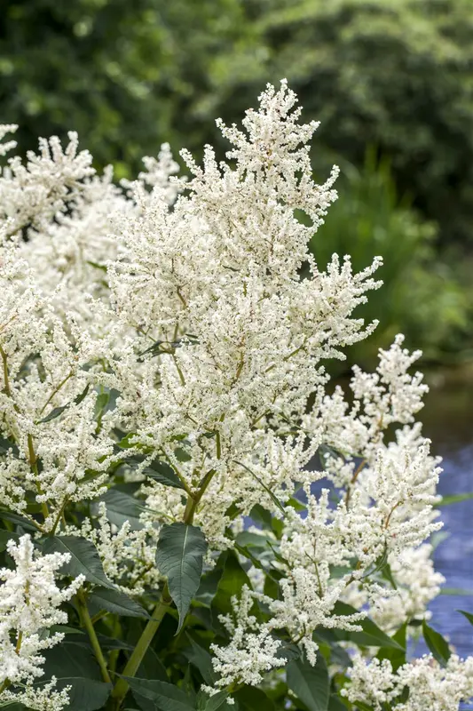 aruncus dioicus P9 - afbeelding 1