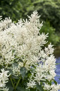 aruncus dioicus P9 - afbeelding 2
