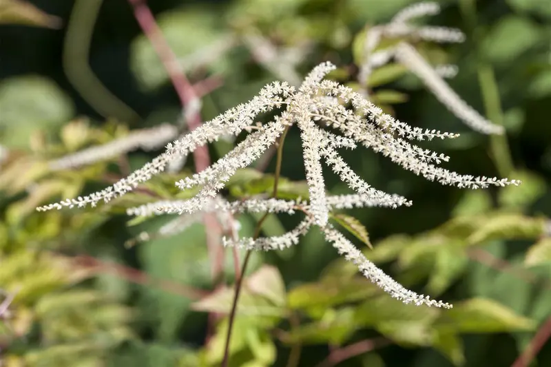 aruncus dioicus P9 - afbeelding 2