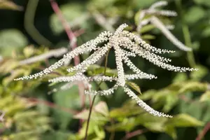 aruncus dioicus P9 - afbeelding 2
