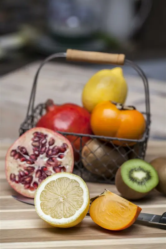 Diospyros kaki HALFST.  C12 - afbeelding 2