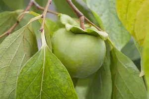 Diospyros kaki HALFST.  C12 - afbeelding 3