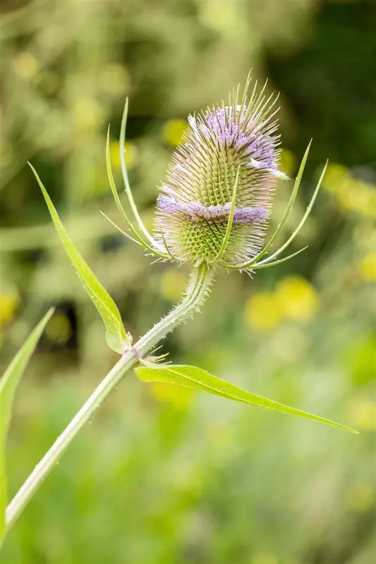 fullonum - afbeelding 6