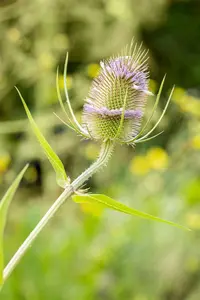 fullonum - afbeelding 6
