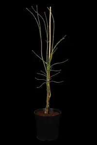 acer palm. 'dissectum' (100-125 cm) - afbeelding 5
