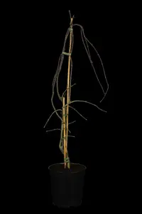 acer palm. 'garnet' ('dissect. garnet') C20 - afbeelding 5
