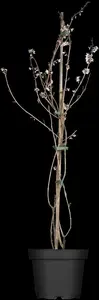 abeliophyllum distichum (30- 40cm) - afbeelding 2