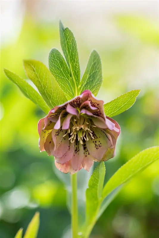 helleborus or. 'double ellen green' P9 - afbeelding 2