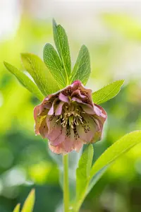 helleborus or. 'double ellen green' P9 - afbeelding 2
