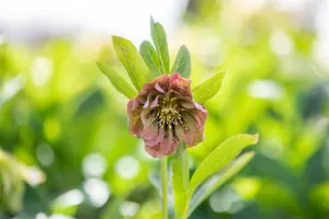 helleborus or. 'double ellen green' P9 - afbeelding 2