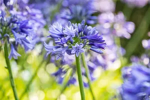 Agapanthus hybr. 'Dr. Brouwer' P9