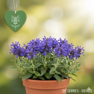 Dracocephalum argunense 'Blue Carpet' P9