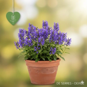 Dracocephalum rupestre P9