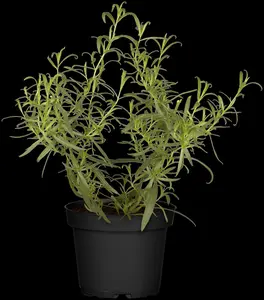 artemisia dracunculus P9 - afbeelding 5