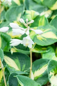 hosta hybr. 'dream queen' - afbeelding 2