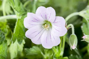 geranium hybr. 'dreamland'® P9 - afbeelding 4