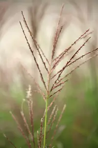 miscanthus sin. 'dronning ingrid' P9