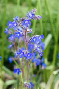 anchusa az. 'dropmore' P9 - afbeelding 4