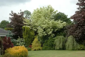 acer plat. 'drummondii' 8/10 - afbeelding 5