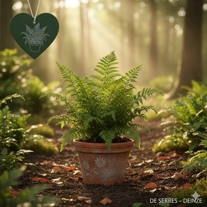 Dryopteris affinis 'Crispa' P9