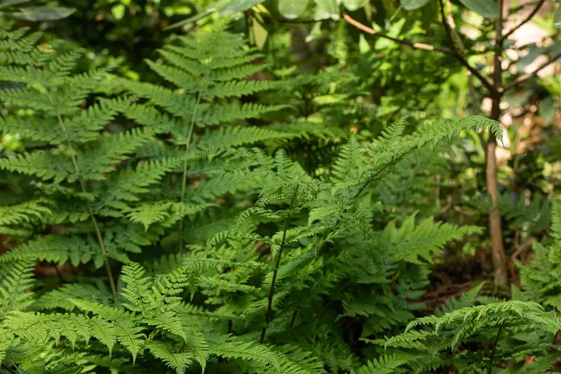 Dryopteris dil. 'Lepidota Cristata' P9