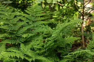 Dryopteris dil. 'Lepidota Cristata' P9
