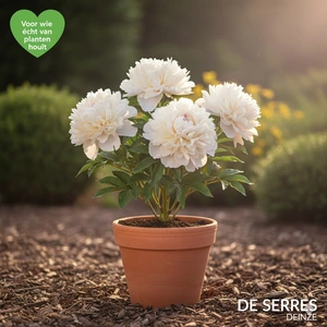 Paeonia lactiflora 'Duchesse de Nemours' C1