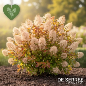 Cotinus dummeri C (40- 60)