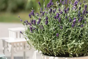 Dwarf Blue - afbeelding 4
