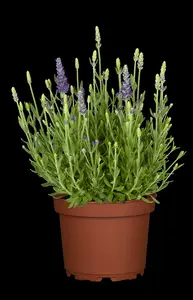 Dwarf Blue - afbeelding 2