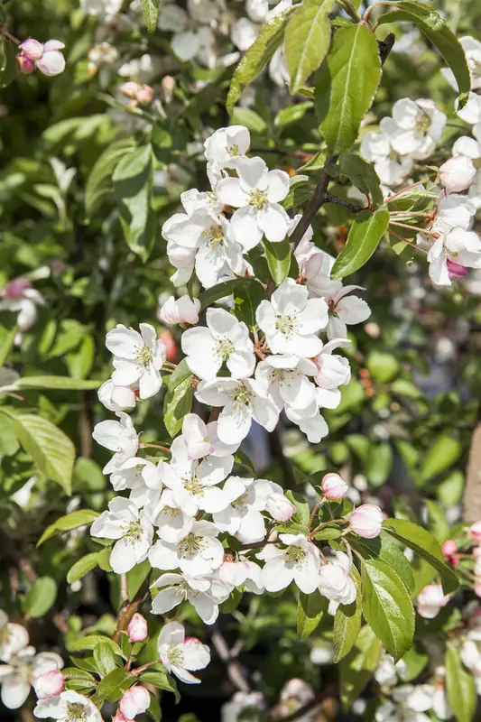 Dwergpeer - poirier nain STAM/ 50 CM P23 - afbeelding 1