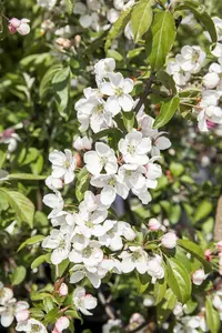 Dwergpeer - poirier nain STAM/ 50 CM P23 - afbeelding 1