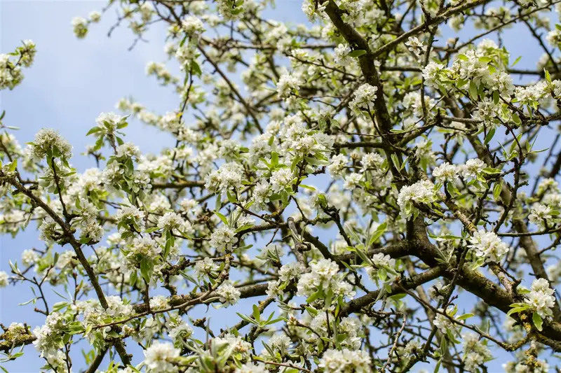 Dwergpeer - poirier nain STAM/ 50 CM P23 - afbeelding 2