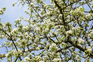 Dwergpeer - poirier nain STAM/ 50 CM P23 - afbeelding 2