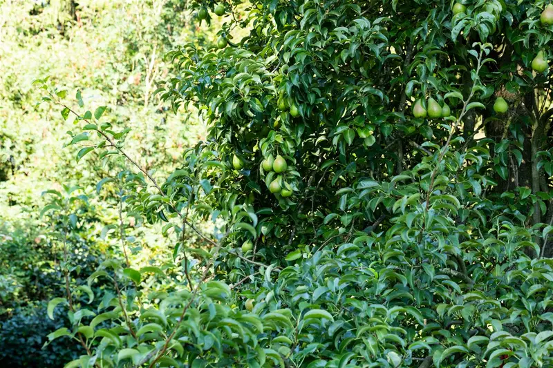 Dwergpeer - poirier nain STAM/ 50 CM P23 - afbeelding 3