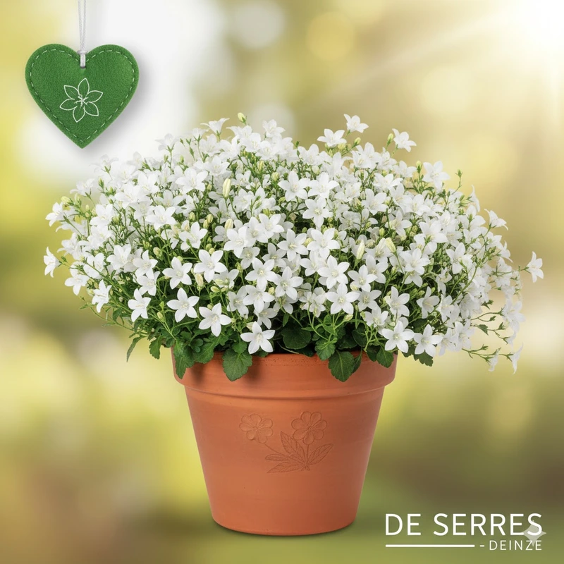 Campanula poscharskyana 'E.H. Frost' P11