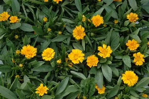 coreopsis grand. 'early sunrise' P9 - afbeelding 2