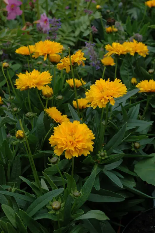 coreopsis grand. 'early sunrise' P9 - afbeelding 1