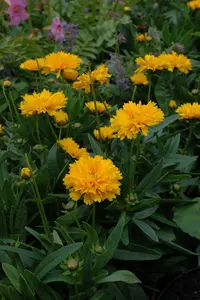 coreopsis grand. 'early sunrise' P9 - afbeelding 2