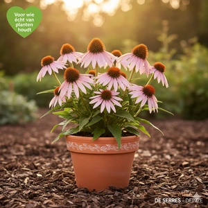 Echinacea angustifolia P9