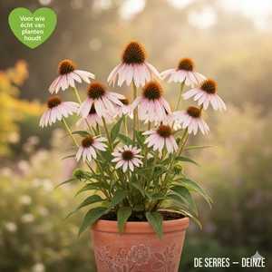 Echinacea pallida 'Hula Dancer' P9