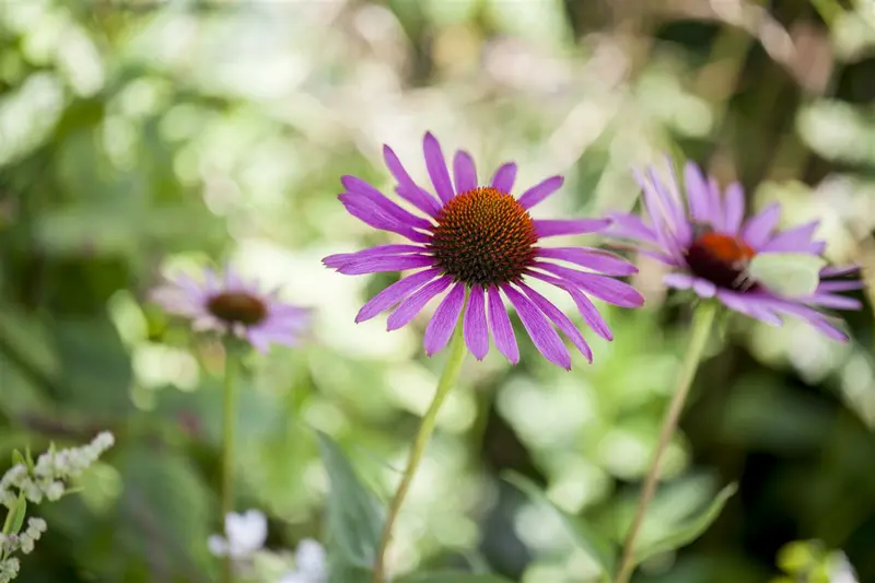 Echinacea purp. 'Cherry Fluff' P9 - afbeelding 5