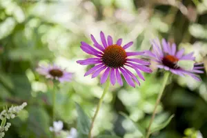 Echinacea purp. 'Cherry Fluff' P9 - afbeelding 5